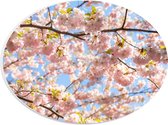 PVC Schuimplaat Ovaal - Roze Sakura Boom van Dichtbij - 28x21 cm Foto op Ovaal (Met Ophangsysteem)