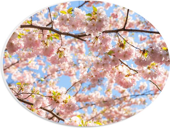 PVC Schuimplaat Ovaal - Roze Sakura Boom van Dichtbij - 28x21 cm Foto op Ovaal (Met Ophangsysteem)