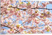Dibond - Roze Sakura Boom van Dichtbij - 105x70 cm Foto op Aluminium (Met Ophangsysteem)