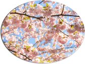 Dibond Ovaal - Roze Sakura Boom van Dichtbij - 68x51 cm Foto op Ovaal (Met Ophangsysteem)