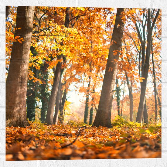 Muursticker - Bos in de Herfst vanaf Kikkerperspectief - 50x50 cm Foto op Muursticker