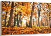 Hout - Bos in de Herfst vanaf Kikkerperspectief - 120x80 cm - 9 mm dik - Foto op Hout (Met Ophangsysteem)