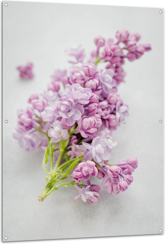 WallClassics - Tuinposter – Paarse Narcis Geplukt op Witte Ondergrond - 100x150 cm Foto op Tuinposter (wanddecoratie voor buiten en binnen)