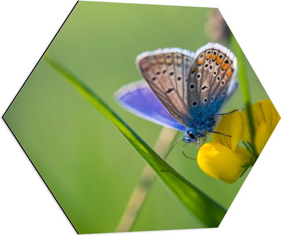 Dibond Hexagon - Icarusblauwtje Vlinder op Gele Bloem met Groen Gekleurde Achtergrond - 70x60.9 cm Foto op Hexagon (Met Ophangsysteem)