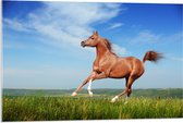 Acrylglas - Rood Arabisch Paard met Blauwe Lucht - 90x60 cm Foto op Acrylglas (Wanddecoratie op Acrylaat)