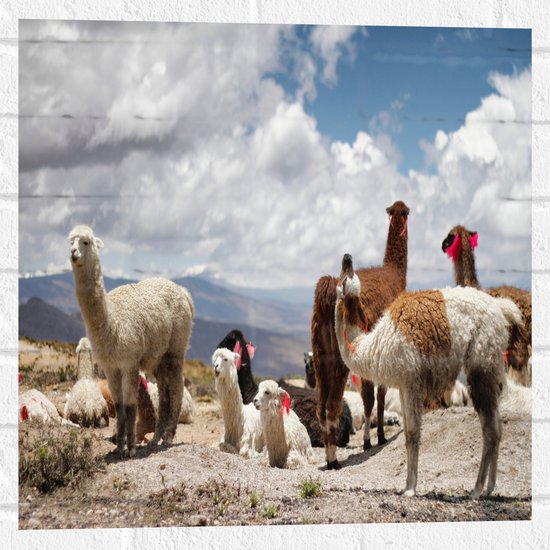 WallClassics - Muursticker - Alpaca's in de Bergen met Rode Versiering - 50x50 cm Foto op Muursticker