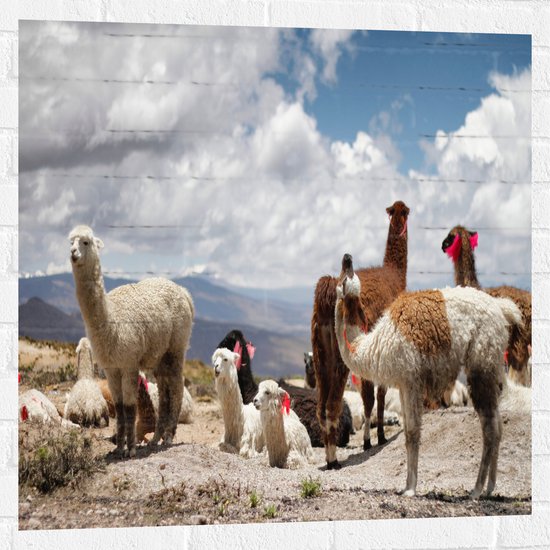 WallClassics - Muursticker - Alpaca's in de Bergen met Rode Versiering - 80x80 cm Foto op Muursticker