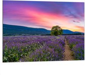 Dibond - Lavendel Veld met Zonsondergang en Mooie Lucht - 100x75 cm Foto op Aluminium (Wanddecoratie van metaal)