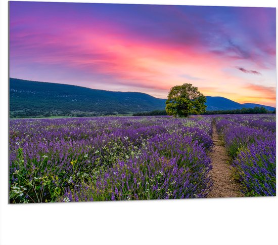 Dibond - Lavendel Veld met Zonsondergang en Mooie Lucht - 100x75 cm Foto op Aluminium (Wanddecoratie van metaal)