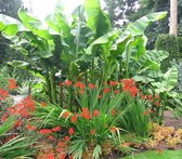 Garden Select - Set van 3 Musa Basjoo - Winterharde Bananenplanten - Potplant - Tuinplant - Kamerplant - Pot ⌀10.5cm -Hoogte 25-30cm