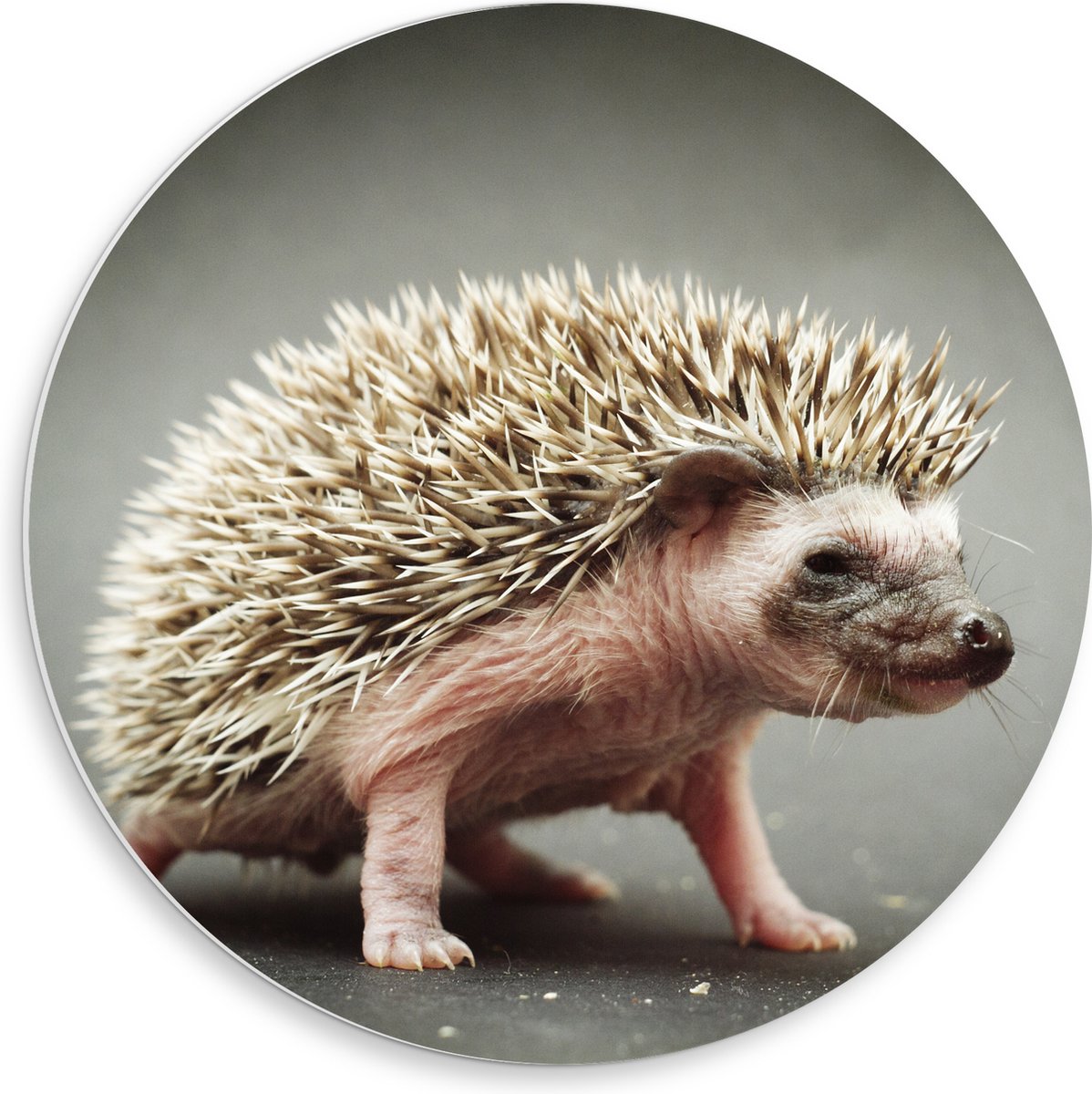 PVC Schuimplaat Muurcirkel - Kleine Baby Egel - 50x50 cm Foto op Muurcirkel (met ophangsysteem)