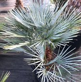 Palmboom zaden (5 stuks) - Chamaerops humilis cerifera - Dwergpalmboom
