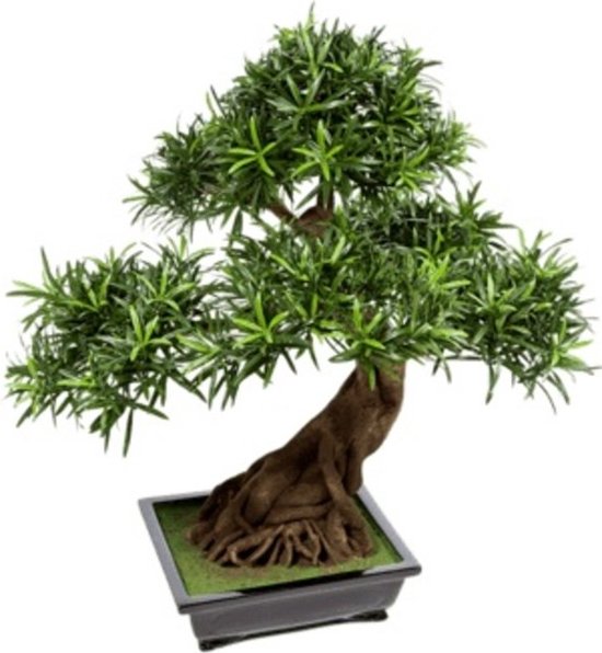 Podocarpus Exotic De Luxe Bonsai 200 Cm | Bella Planta