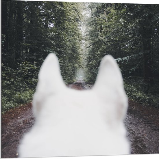 WallClassics - Dibond - Achterkant Witte Hond in het Bos - 80x80 cm Foto op Aluminium (Met Ophangsysteem)