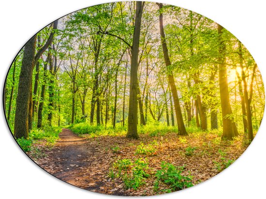 Dibond Ovaal - Looppad door het Groene Bos met Zonnestralen - 56x42 cm Foto op Ovaal (Met Ophangsysteem)