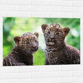 Muursticker - Panter Welpen op Sri Lanka - 90x60 cm Foto op Muursticker