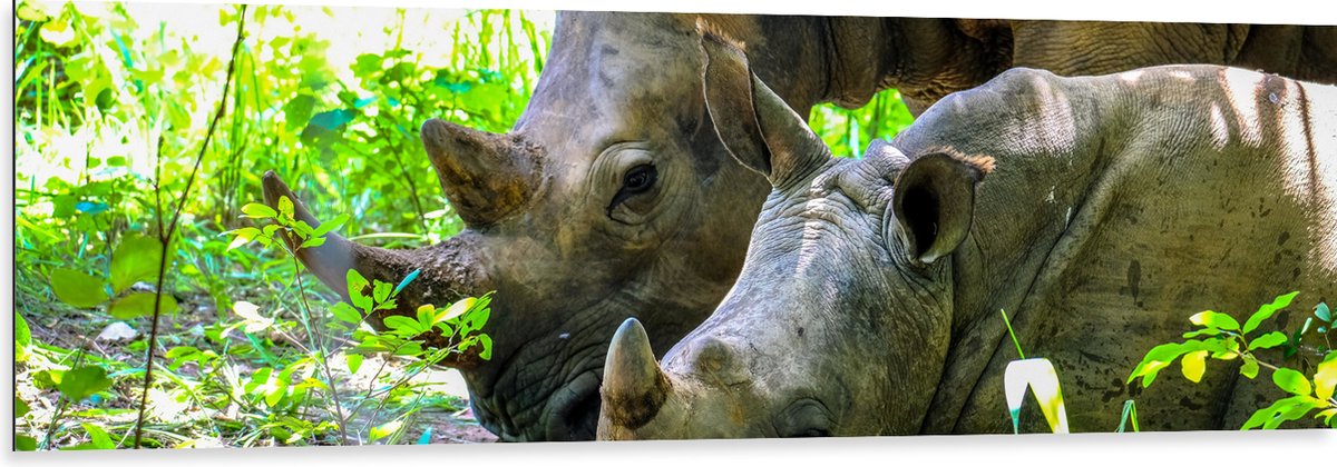 Dibond - Neushoorn met Baby liggend tussen Groene Smalle Planten - 150x50 cm Foto op Aluminium (Met Ophangsysteem)
