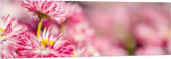 Acrylglas - Roze met Witte Bloempjes in het Bloemenveld - 150x50 cm Foto op Acrylglas (Wanddecoratie op Acrylaat)