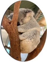 Dibond Ovaal - Koala Liggend tussen Takken - 30x40 cm Foto op Ovaal (Met Ophangsysteem)