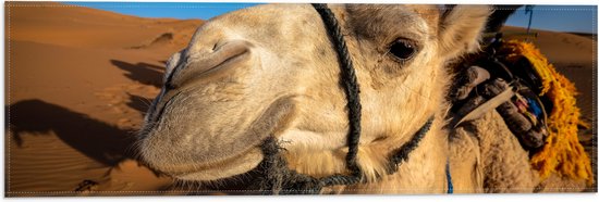 Vlag - Kamelen Kop van Dichtbij in de Woestijn - 60x20 cm Foto op Polyester Vlag