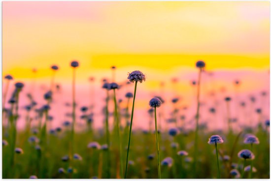 Poster (Mat) - Kleine Witte Madeliefjes in het Veld bij Zonsondergang - 75x50 cm Foto op Posterpapier met een Matte look