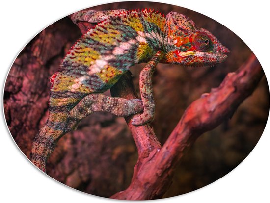 PVC Schuimplaat Ovaal - Meerkleurige Kameleon op Smalle Bruine Tak - 96x72 cm Foto op Ovaal (Met Ophangsysteem)