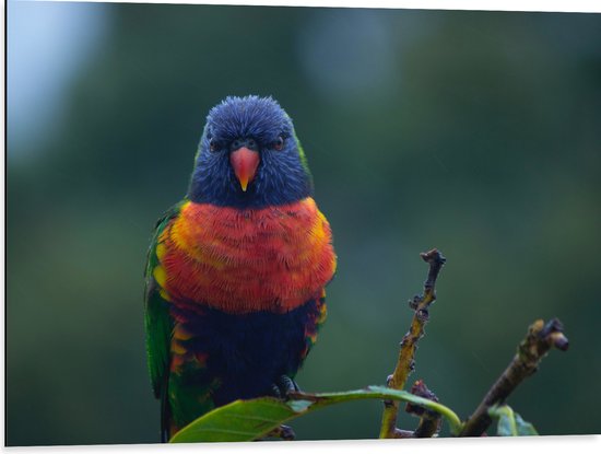 WallClassics - Dibond - Kleine Rood met Blauwe Parkiet op Groen Blad - 80x60 cm Foto op Aluminium (Wanddecoratie van metaal)