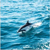 WallClassics - Poster (Mat) - Dolfijn Zwemmend in de Zee - 50x50 cm Foto op Posterpapier met een Matte look