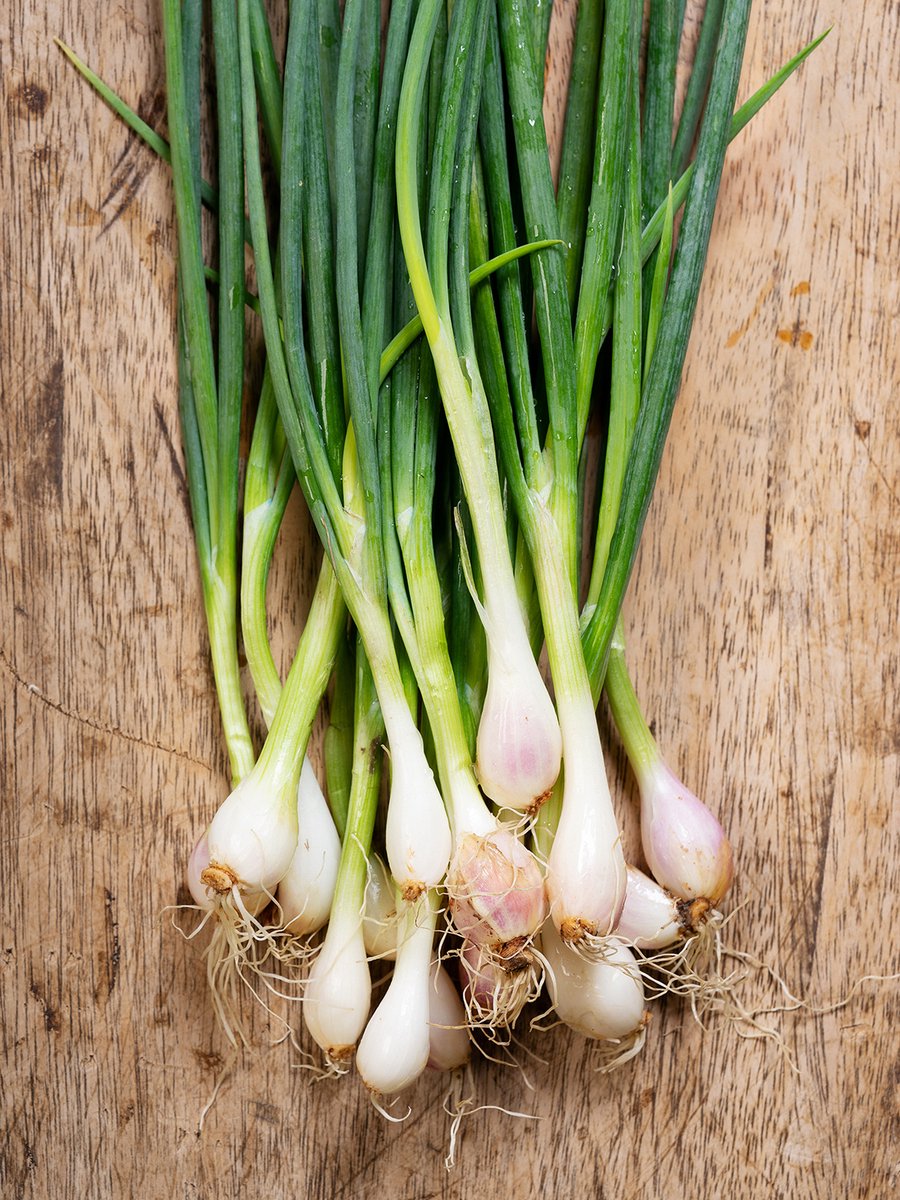 Batlle Groentezaden - Witte Calçots-uien Uit Lérida – 900 Zaden, Ideaal Voor De Moestuin