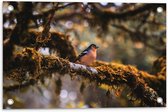 Tuinposter – Kleine Blauw-Oranje Vogel op een Tak - 60x40 cm Foto op Tuinposter (wanddecoratie voor buiten en binnen)
