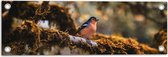 Tuinposter – Kleine Blauw-Oranje Vogel op een Tak - 60x20 cm Foto op Tuinposter (wanddecoratie voor buiten en binnen)