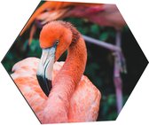 Dibond Hexagon - Roze Flamingo van Dichtbij - 80x69.6 cm Foto op Hexagon (Met Ophangsysteem)