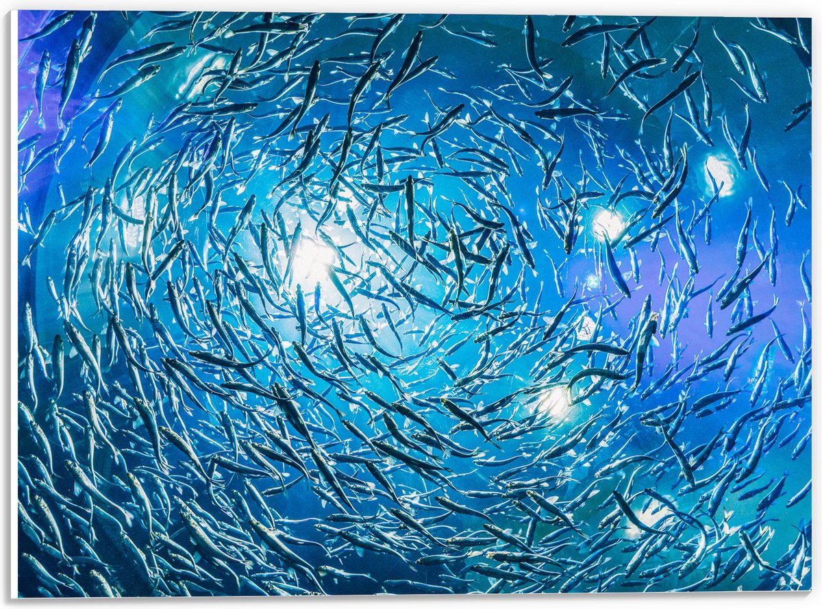 PVC Schuimplaat - School Vissen in een Groot Aquarium - 40x30 cm Foto op PVC Schuimplaat (Met Ophangsysteem)