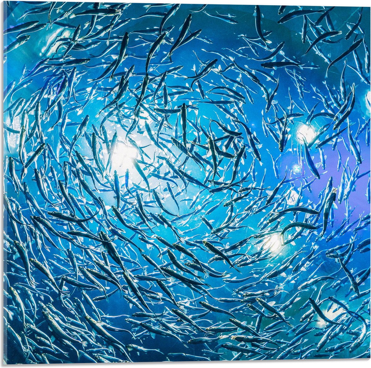 Acrylglas - School Vissen in een Groot Aquarium - 50x50 cm Foto op Acrylglas (Wanddecoratie op Acrylaat)