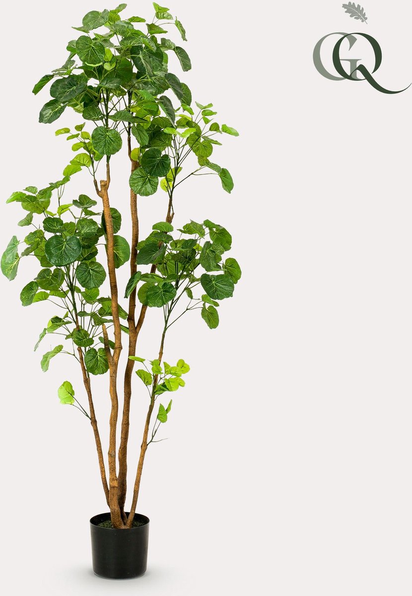 Kunstplant - Polyscias - Aralia - 160 cm