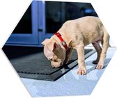 WallClassics - PVC Schuimplaat Hexagon - Beige Snuffelend Hondje - 60x52.2 cm Foto op Hexagon (Met Ophangsysteem)