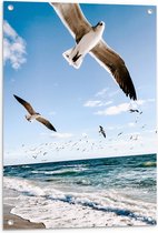 Tuinposter – Vliegende Meeuwen boven de Zee - 60x90 cm Foto op Tuinposter (wanddecoratie voor buiten en binnen)