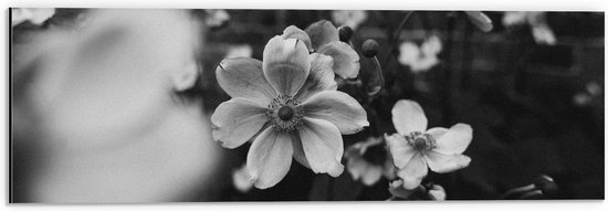 Dibond - Bloemen in het Zwart-Wit - 60x20 cm Foto op Aluminium (Met Ophangsysteem)