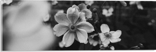 Acrylglas - Bloemen in het Zwart-Wit - 60x20 cm Foto op Acrylglas (Met Ophangsysteem)