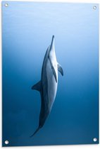 Tuinposter – Verticaal Zwemmende Dolfijn - 60x80 cm Foto op Tuinposter (wanddecoratie voor buiten en binnen)