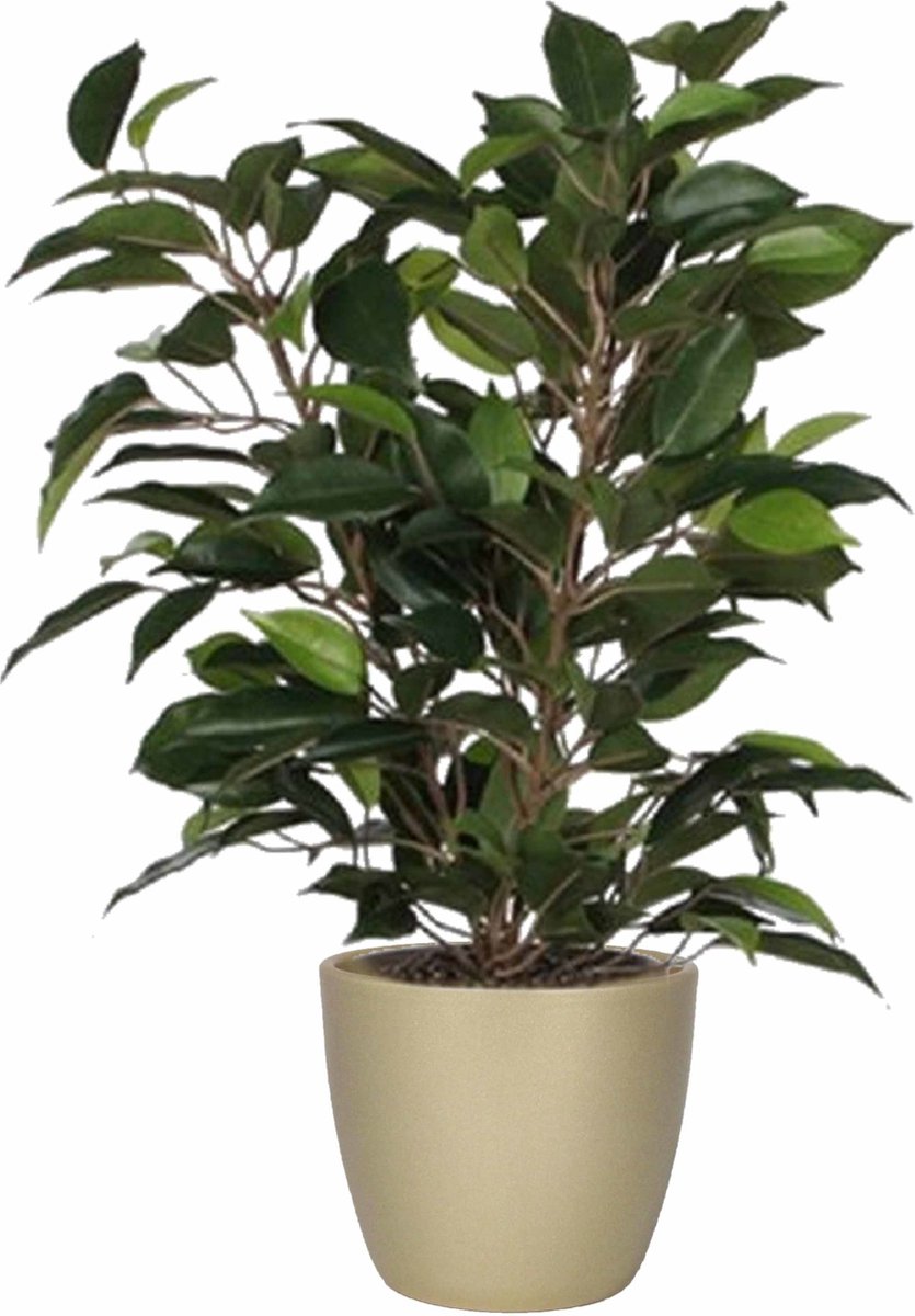 Mica Decorations Ficus kunstplant - groen - 40 cm - met plantenpot - goud - keramiek - D13.5 en H12.5 cm