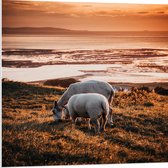 PVC Schuimplaat- Grazende Schapen bij de Zee - 80x80 cm Foto op PVC Schuimplaat