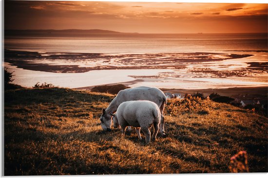 Acrylglas - Grazende Schapen bij de Zee - 60x40 cm Foto op Acrylglas (Met Ophangsysteem)