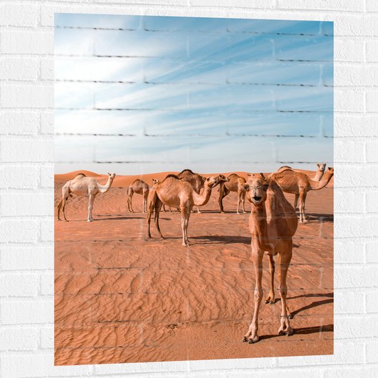 Muursticker - Dromedarissen in de Woestijn - 75x100 cm Foto op Muursticker