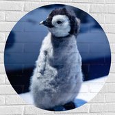 Muursticker Cirkel - Baby Pinguïn in de Sneeuw - 80x80 cm Foto op Muursticker