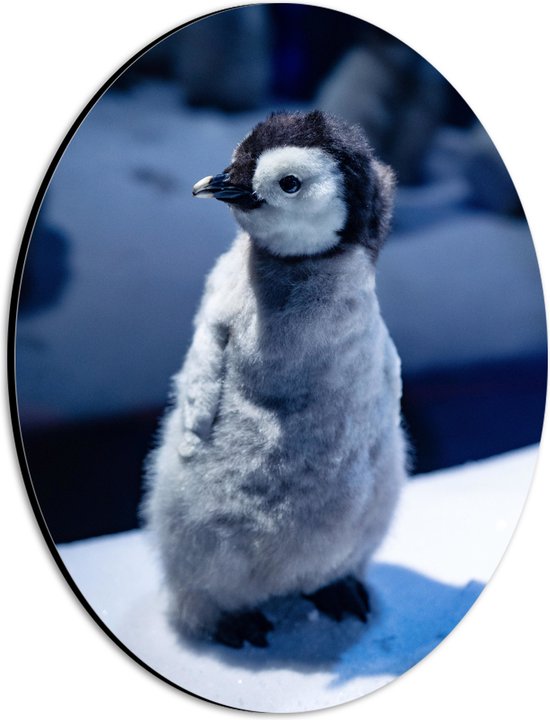Dibond Ovaal - Baby Pinguïn in de Sneeuw - 21x28 cm Foto op Ovaal (Met Ophangsysteem)