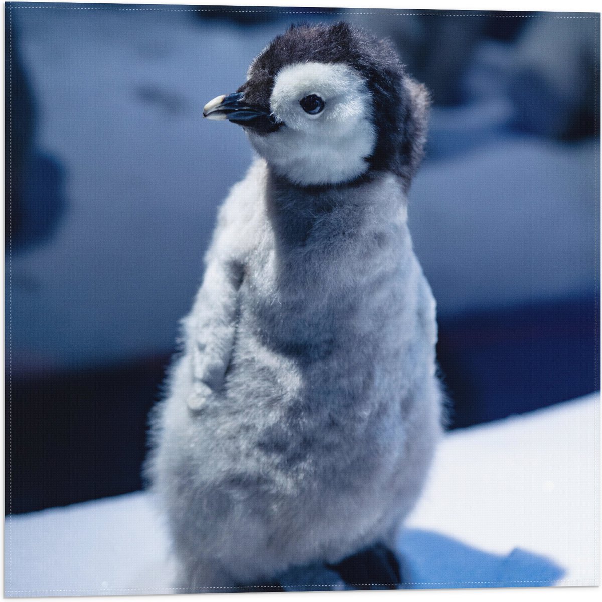 Vlag - Baby Pinguïn in de Sneeuw - 50x50 cm Foto op Polyester Vlag