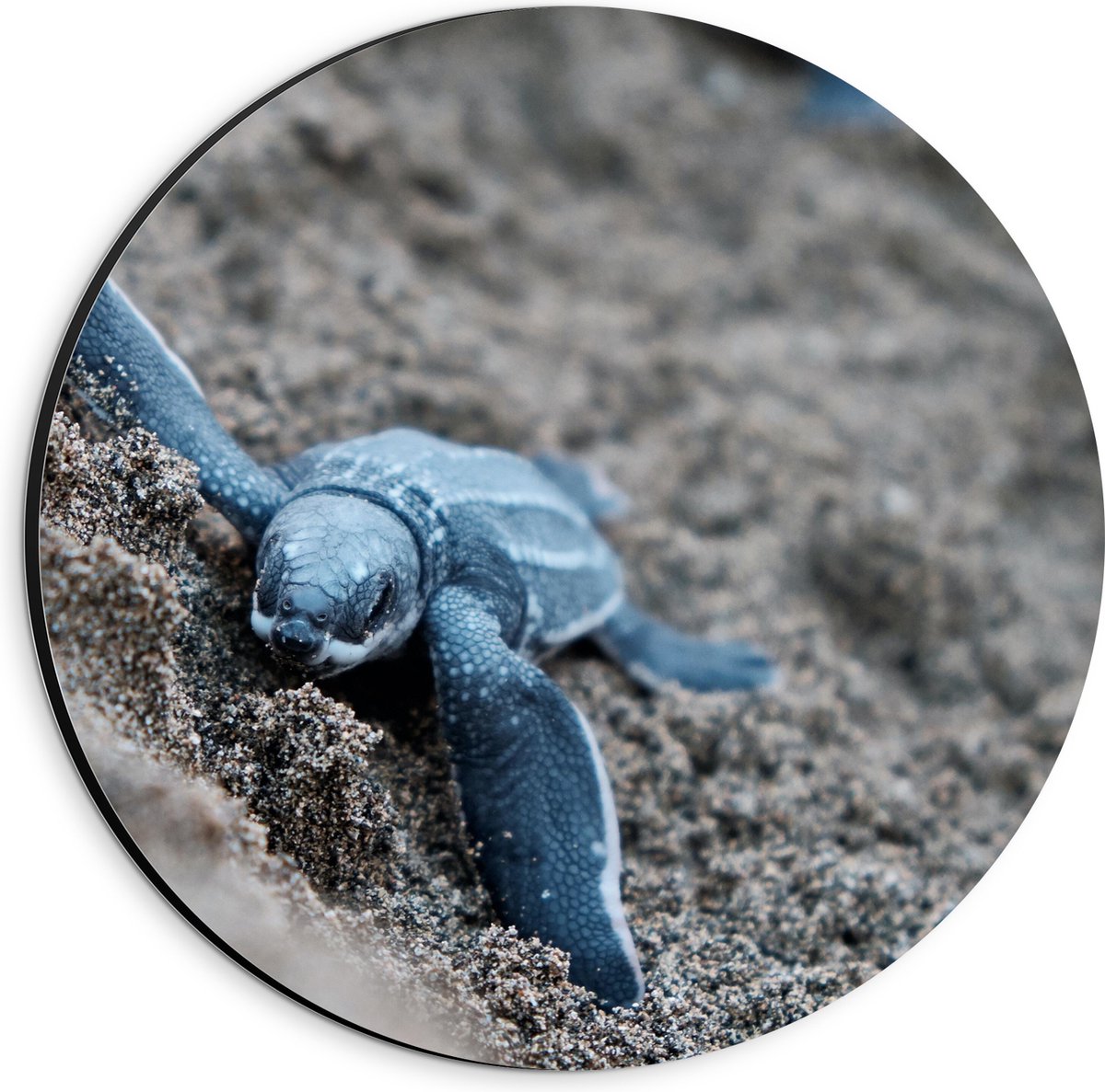 Dibond Muurcirkel - Baby Schildpadden in het Zand - 20x20 cm Foto op Aluminium Muurcirkel (met ophangsysteem)