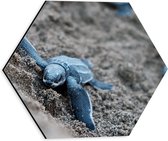 Dibond Hexagon - Baby Schildpadden in het Zand - 30x26.1 cm Foto op Hexagon (Met Ophangsysteem)