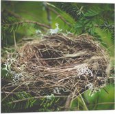 WallClassics - Drapeau - Nid d'Oiseau Vide - Photo 80x80 cm sur Drapeau Polyester